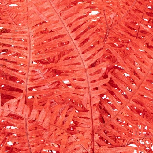 Páfrányok, tartósított szárított virágok, őszi dekoráció, 60 cm, 10 darab | Floristik24.hu