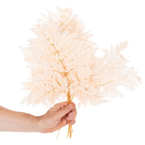 Szárított páfrány vázadísz 42cm 10db | Floristik24.hu