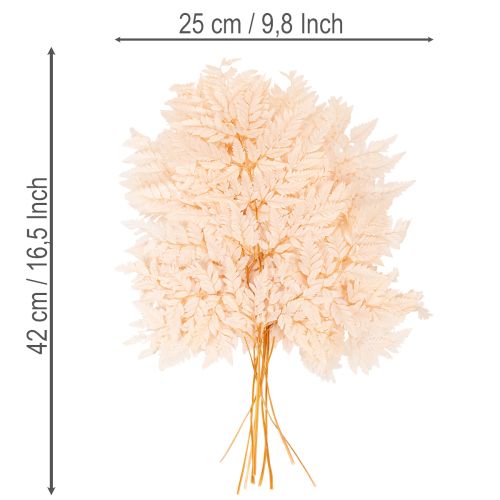 Szárított páfrány vázadísz 42cm 10db | Floristik24.hu