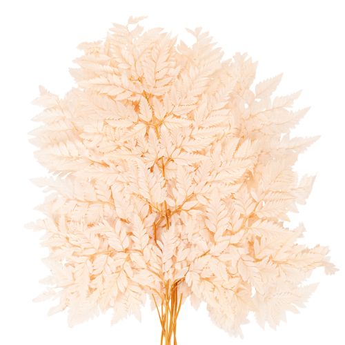 Szárított páfrány vázadísz 42cm 10db | Floristik24.hu