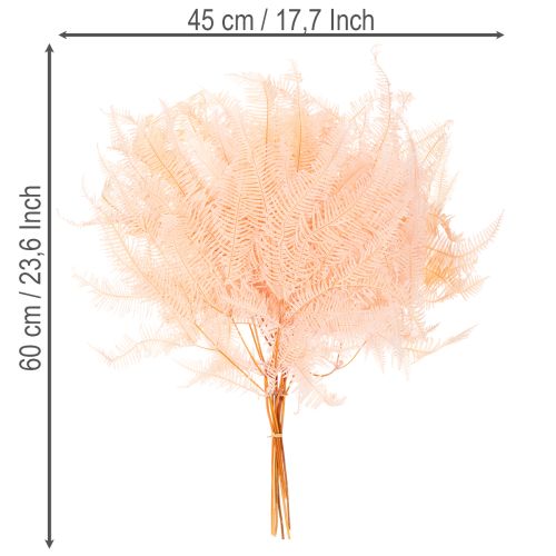 Szárított páfránylevelek, páfránydísz vázákba, 60 cm, 10 darab | Floristik24.hu