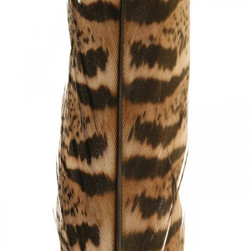 Floristik24 Fácántoll Valódi toll húsvéti díszek készítéséhez 25-27cm 24 db