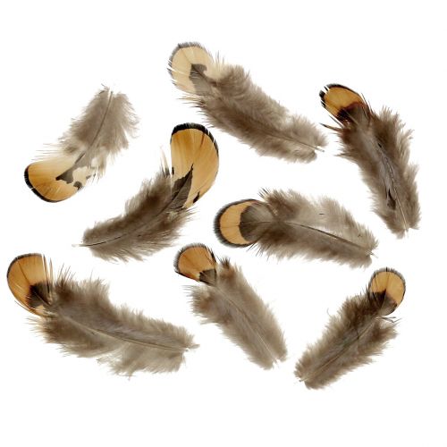 Floristik24 Toll mix natúr 12g