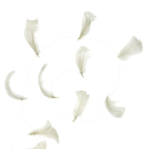 Floristik24 Toll dróton krém 10m