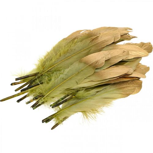 Floristik24 Kézműves tollak, dekoratollak, zöld-arany, L16-20cm, 24 db