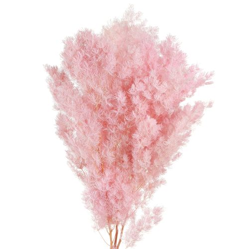 Floristik24 Rózsaszín toll spárga (Asparagus) szárított dísz 55-70cm