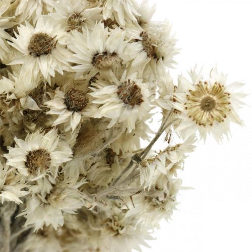 tételeket Mini Szalmavirág Fehér Szárított Virág Deco Sziklavirág H20cm 15g