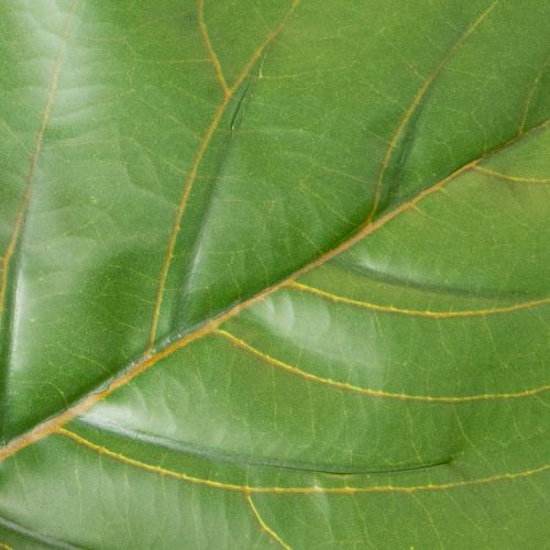 Mesterséges fikusz (Ficus lyrata) 120 cm-es dísznövény nappaliba | Floristik24.hu