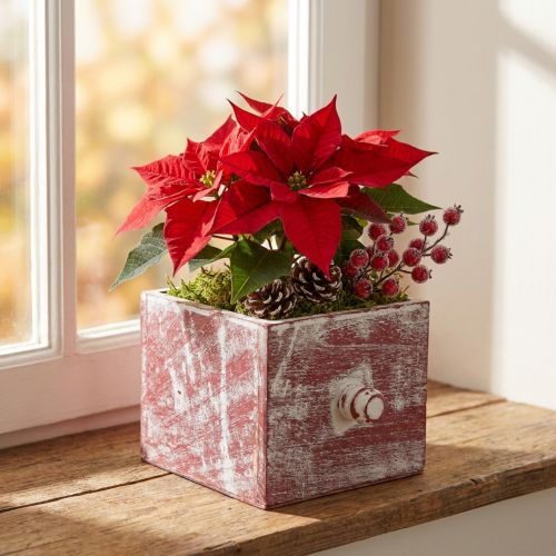 Növénydoboz fa dekoratív fiók kopott elegáns piros fehér 12cm | Floristik24.hu