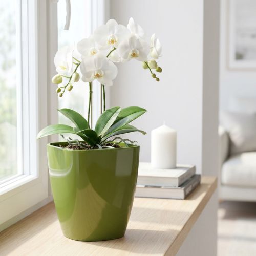 Orchidea cserép fényes Ø12,5cm olívazöld 1 db | Floristik24.hu