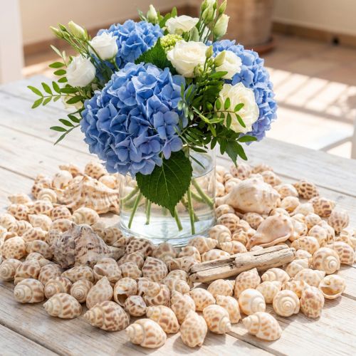 Tengeri csiga természetes csigaház tengeri 2-4 cm 300 g | Floristik24.hu
