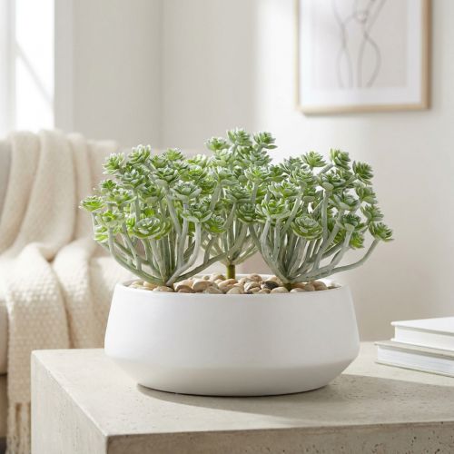 Pozsgás Echeveria 17cm Szürke 3 db | Floristik24.hu