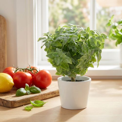 Menta műzöld 25cm 12 db | Floristik24.hu