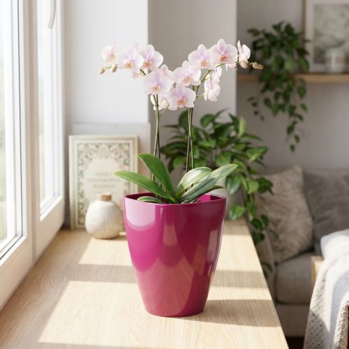 Orchidea cserép fényes Ø12,5cm cseresznye 1 db | Floristik24.hu