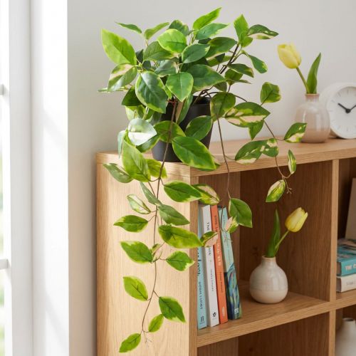 Philodendron Scindapsus fazékkal, könnyen kezelhető - ideális irodai és otthoni használatra 32cm | Floristik24.hu
