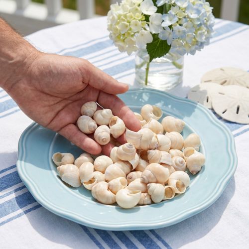 Umachi kagyló 500 g | Floristik24.hu