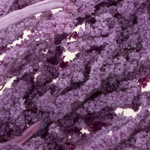 tételeket Rókafark szárított virágok, festettek, modern lakberendezési tárgyakhoz, 100 cm, 5 darab