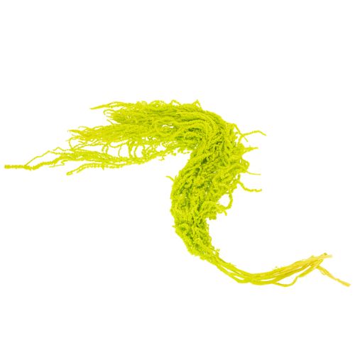 tételeket Rókafű szárított virágok, festettek, különleges lakberendezéshez és egyedi kiegészítőkhöz, 100 cm, 5 darab