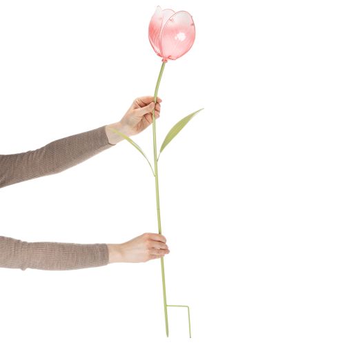Kerti dísztulipán virágágyásokba és szegélyekbe 94 cm | Floristik24.hu