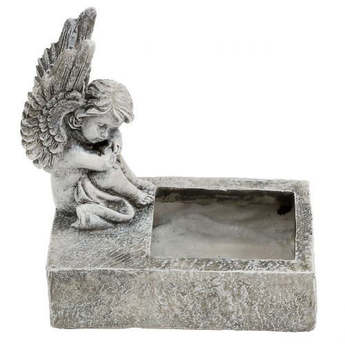 Floristik24 Ültető angyalszürkével 17cm