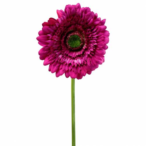 Floristik24 Gerbera műlila 62cm 6db