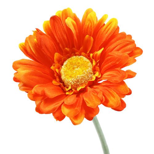 Floristik24 Gerbera Orange Ø10cm L55cm 6db