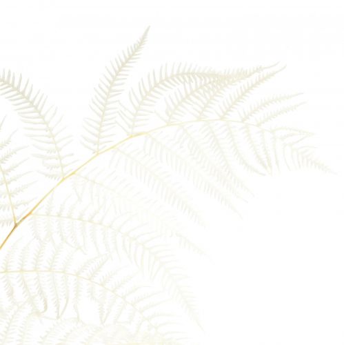 tételeket Szárított páfrány dekoráció fehérített korpás páfrány H75cm 10 db