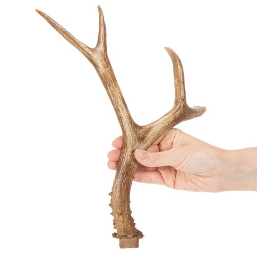 Műagacs, élethű, rusztikus, 32 cm | Floristik24.hu