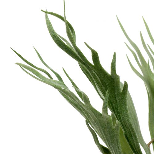 Floristik24 Agancspáfrány 40cm