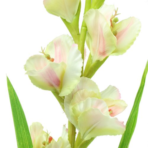 Floristik24 Gladiolus fehér 93cm