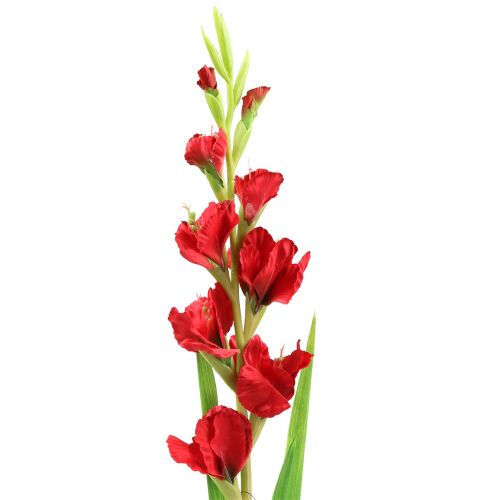 Floristik24 Gladiolus piros 93cm