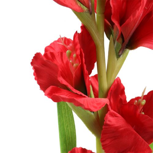 tételeket Gladiolus piros 93cm