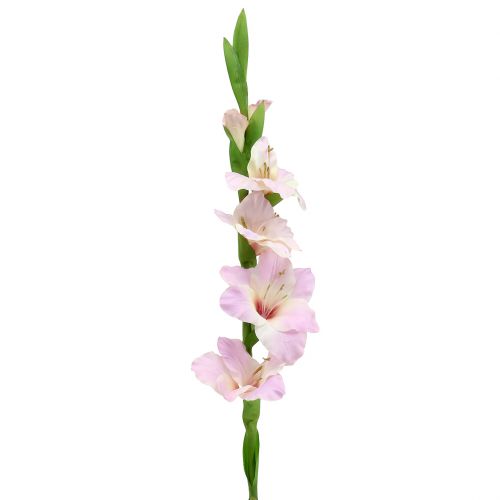 Floristik24 Gladiolus krém-lila 86cm
