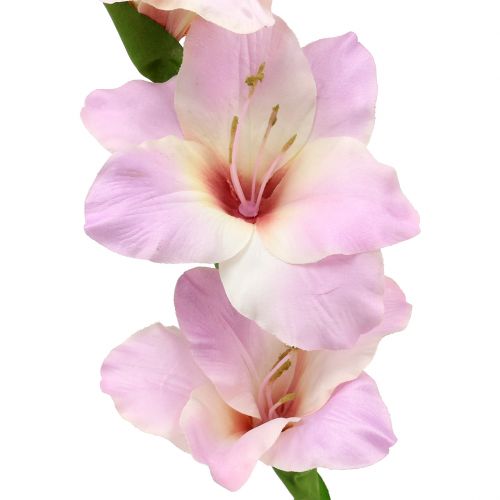 Floristik24 Gladiolus krém-lila 86cm