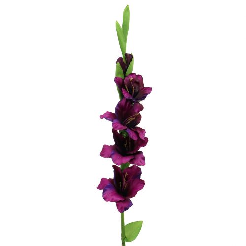 Floristik24 Gladiolus sötétlila 86cm
