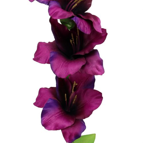 Floristik24 Gladiolus sötétlila 86cm