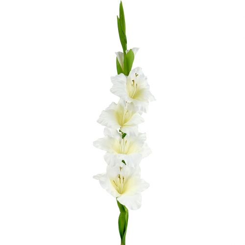 Floristik24 Gladiolus fehér 86cm mű