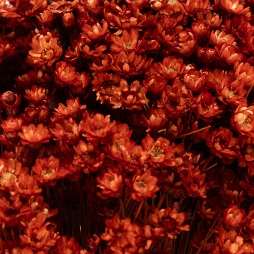 tételeket Szárított virágcsokor, bájos kiegészítője vázáknak vagy virágkompozícióknak, 44 cm