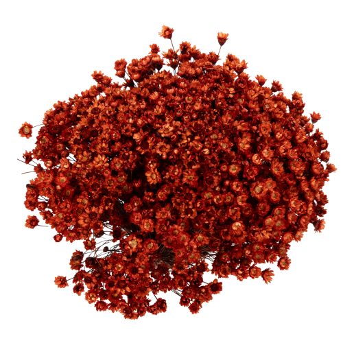 tételeket Szárított virágcsokor, bájos kiegészítője vázáknak vagy virágkompozícióknak, 44 cm