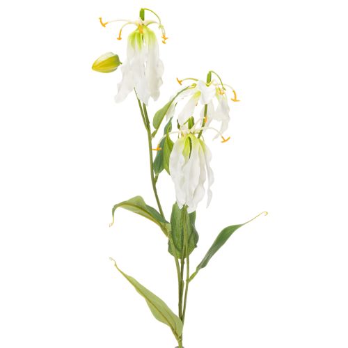  | Floristik24.hu