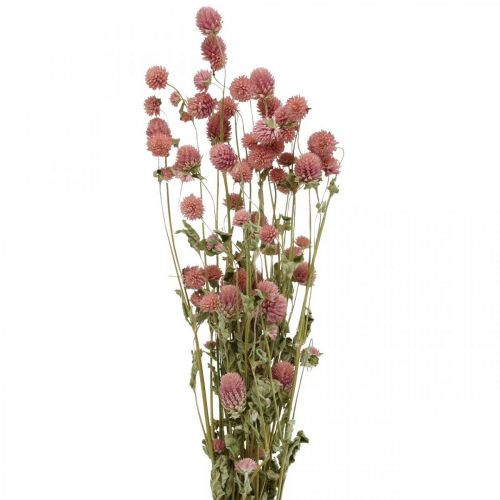 Floristik24 Gomphrena Globosa, Nyári Virág, Száraz Virág Pink L49cm 50g