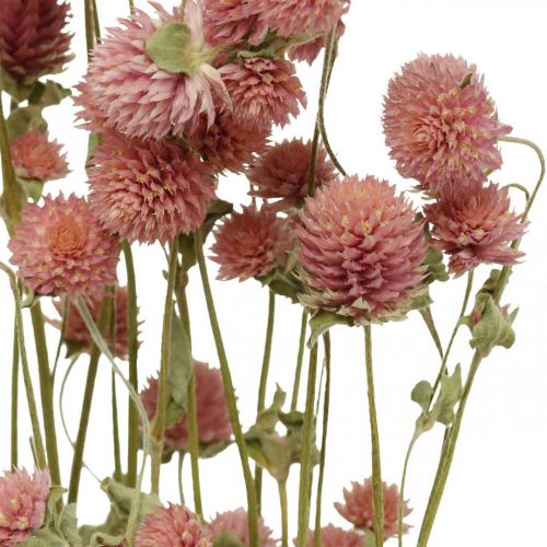 Floristik24 Gomphrena Globosa, Nyári Virág, Száraz Virág Pink L49cm 50g