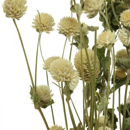 tételeket Szárított virág, Globe Amaranth, Gomphrena Globosa White L49cm 45g