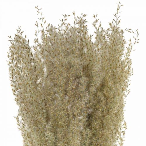 Floristik24 Szárított fű díszfű száraz florisztikai dekorációhoz természet H55cm