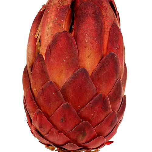 tételeket Grandiceps piros 25 db