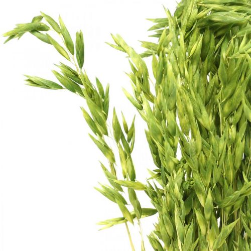 Floristik24 Szárított zab zöld szemű rusztikus száraz dekoráció 70cm-es 100g-os köteg