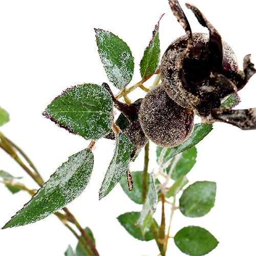 Floristik24 Csipkebogyó ág 92cm hóval