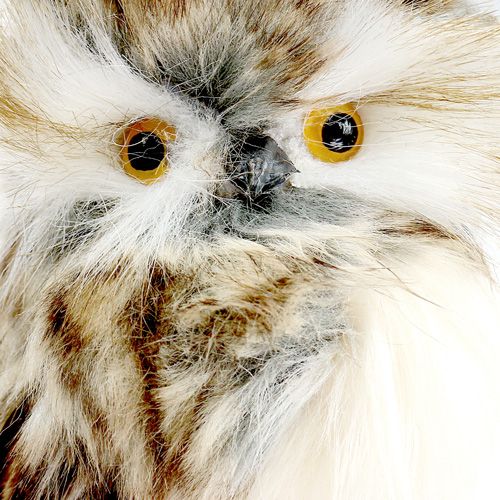 Floristik24 Őszi ménesbagoly 13cm L50cm