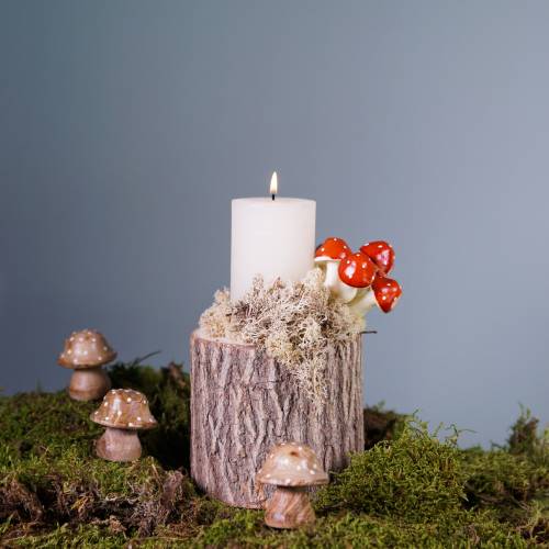 Floristik24 Cserepes szilfa Ø11-13cm H11cm