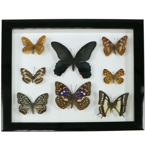 Vitrin pillangó 28cm x 25cm